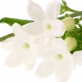 Fenouil