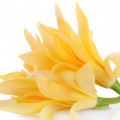 Feuille de violette